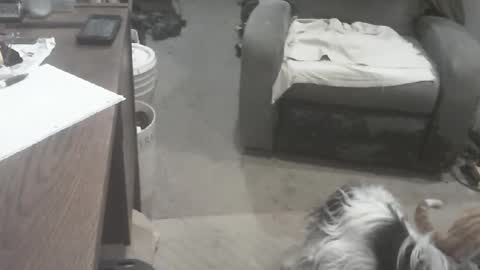 arealshowoff online show from February 17, 1:54 pm