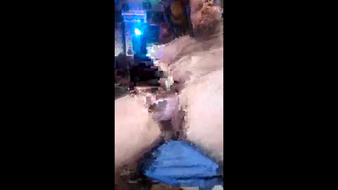 Pluke online show from February 4, 10:32 am