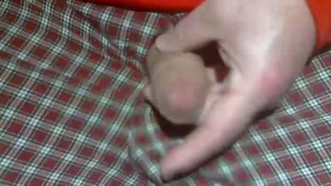  Reservoir Dogs online show from February 5, 12:39 am