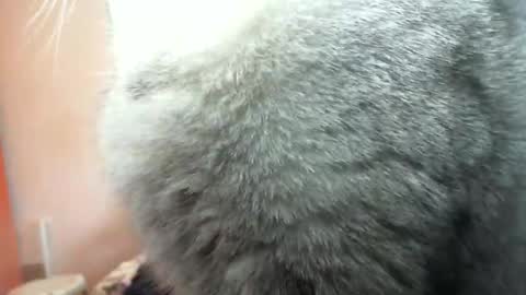 bentish online show from February 3, 9:08 am