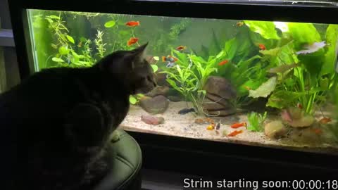 Booker Baxton online show from February 27, 4:09 am