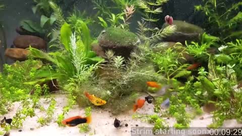 Booker Baxton online show from January 19, 4:01 am