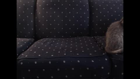 copper_crotch online show from December 19, 2:52 am