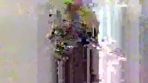 dafo1980 online show from March 27, 10:16 am