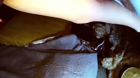 dandeb online show from November 29, 10:28 am