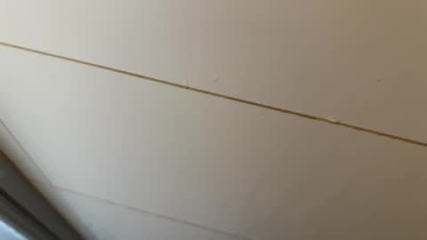 Hornybear online show from April 17, 5:15 pm