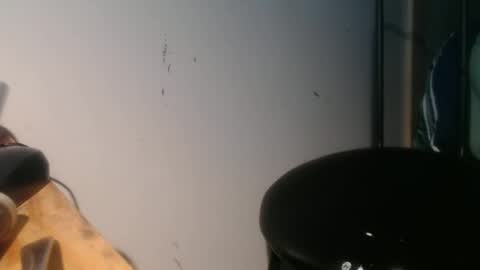 forestnymphpdx online show from January 30, 9:04 am