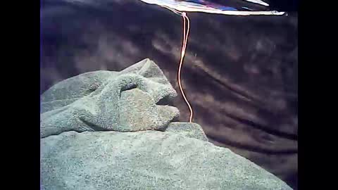 forestnymphpdx online show from December 17, 4:34 am