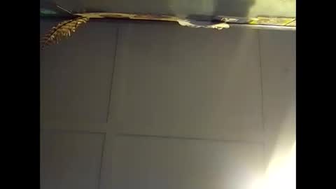 Warwick online show from October 28, 7:33 am