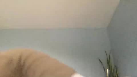 Gregorio online show from November 11, 11:21 pm