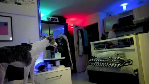 Snapshot of hugolandcam chatting on February 22, 8:48 pm Hugo online show from February 22, 8:48 pm