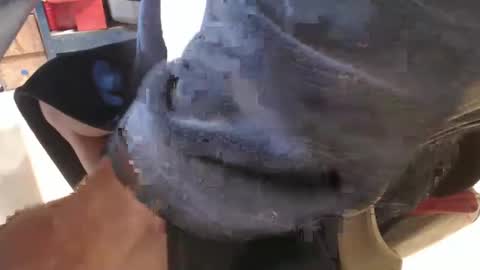 mee9090e900 online show from September 19, 11:10 am