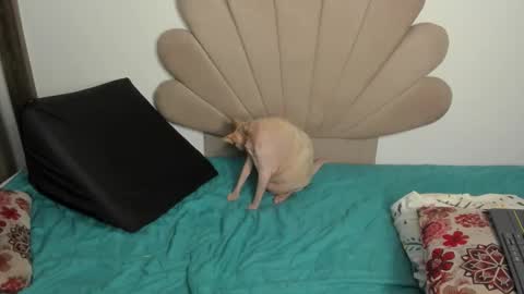 Nei turn green online show from October 31, 3:19 am