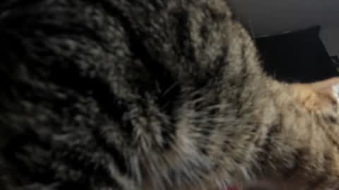 Steven Independent online show from December 24, 8:22 am