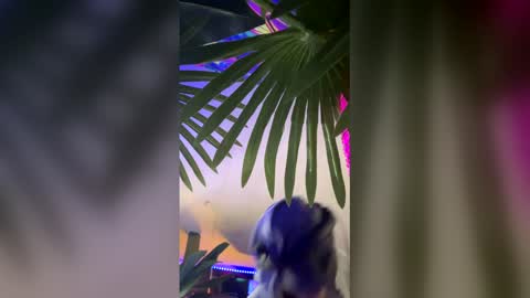 seanplushouse online show from February 17, 7:35 pm