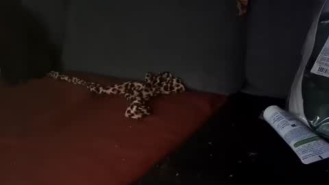 Julian Kinky Bi-guy online show from March 28, 9:53 am