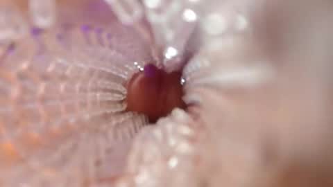 showerman40 online show from December 14, 11:12 pm