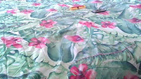 Rocco-load online show from April 4, 2:14 pm