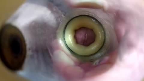 sweetkreme69 online show from October 19, 2:38 am