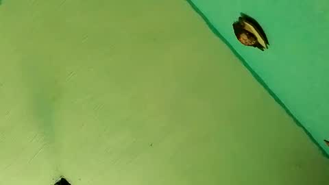 tetosempai1 online show from February 7, 4:45 pm