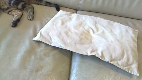 Snapshot of tigratof chatting on January 12, 8:57 am Tigratof online show from January 12, 8:57 am