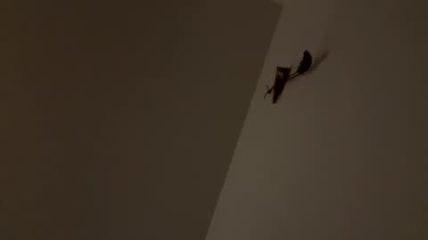 walter204 online show from November 9, 8:24 pm