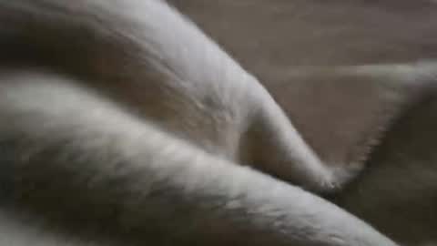 what_whaaat online show from November 2, 5:12 am