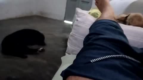 zitojose73 online show from October 8, 7:07 pm