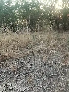 lovesuna online show from December 20, 2:07 am