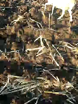 murokkk31 online show from January 9, 1:24 pm