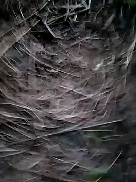 Guru2 online show from January 29, 1:17 pm