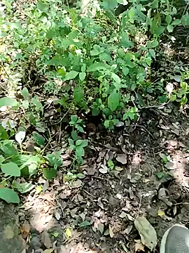 himvilohi08 online show from September 27, 5:16 am