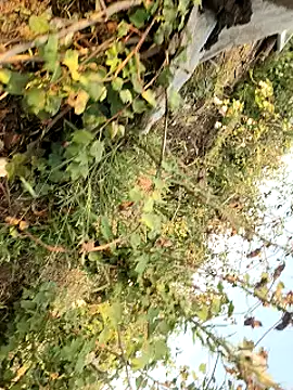 himvilohi08 online show from March 25, 12:42 pm