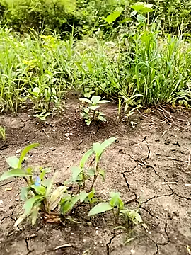 himvilohi08 online show from September 24, 4:56 am