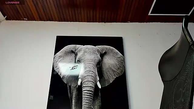 king falconer online show from November 13, 5:01 am