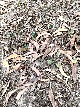 keya love online show from March 7, 8:45 am