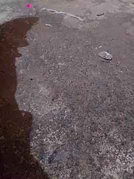 Orlao25cm online show from November 16, 4:36 am