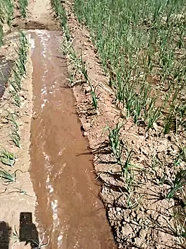 devil boy 0909 online show from March 18, 6:05 am