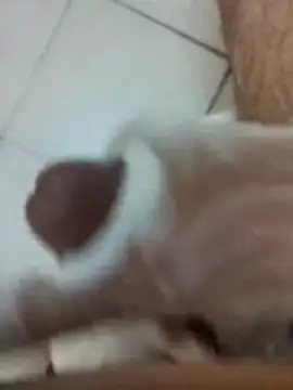 Amoooooun online show from December 17, 9:05 am