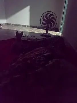 WPS15 online show from April 15, 11:26 pm