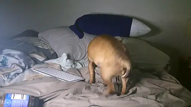 FrankieFuckMe online show from March 27, 8:26 am