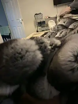 Furdale online show from February 15, 1:08 pm